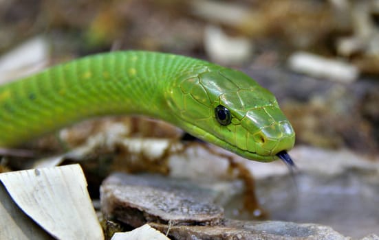 Green Mamba