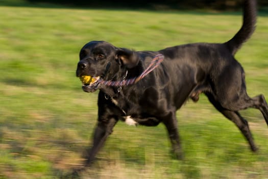 running dog