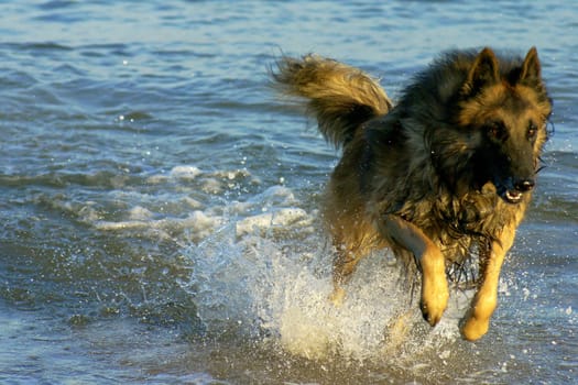Belgian Shepherd in the water. Just got caught
