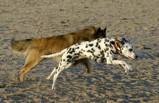 Our 11 year old Dalmi is still fit as&amp #180 n sneaker. Chased by a Belgian Shepherd