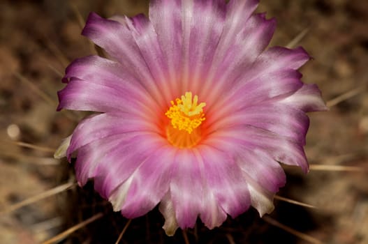 Fantasy Bloom