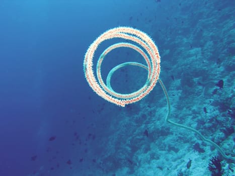The spiral dragon coral is mostly found on reef slopes in the current.