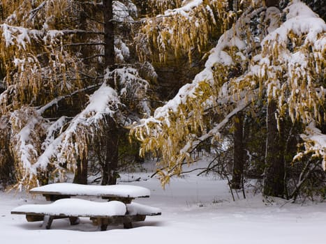 Bench in fresh snow