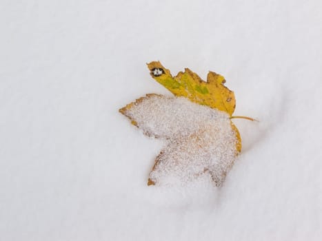 Leaf in the snow