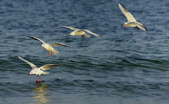 Flight study of a black-headed gull from 4 images