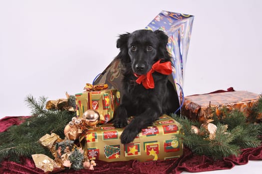 A questionable Christmas present