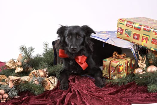 A questionable Christmas present