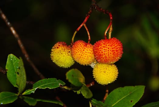 Strawberry Tree 01