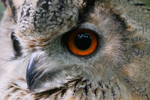 owls
