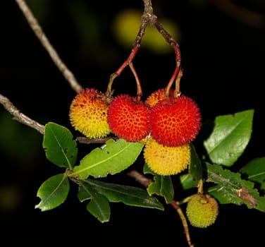 Strawberry Tree 09