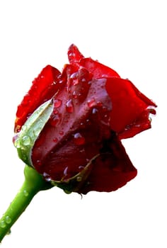 Rose in the Rain 2