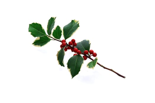 Ilex