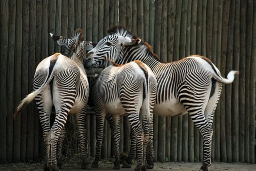 Zebra from behind