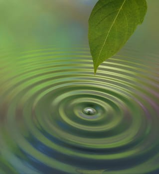 Leaf with drops