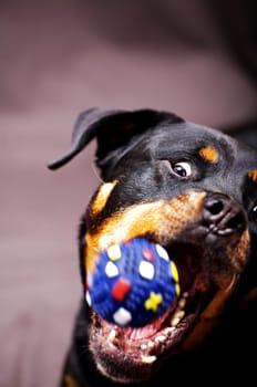 70 attempts later -) ... in one hand the camera and in the other the ball -) I love my girl more than anything,of course she got a few treats as a reward. --------------------------------------------------------  A dog