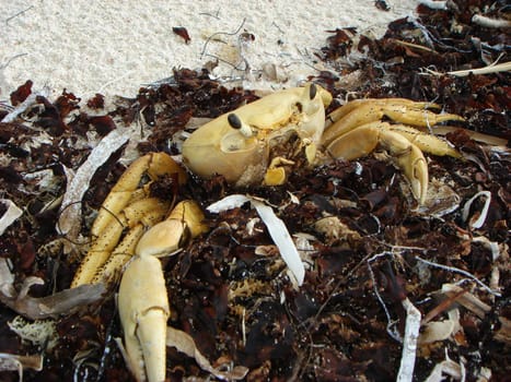 Crab