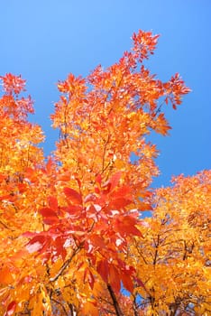 Indian Summer