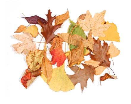 (Fall foliage) or (fall leaves) or (autumn leaves)