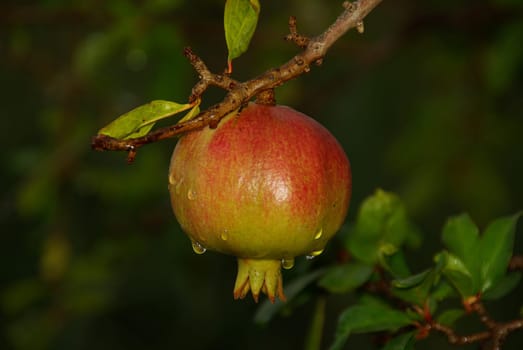 Pomegranate 08