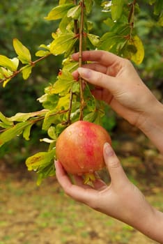 Pomegranate 12