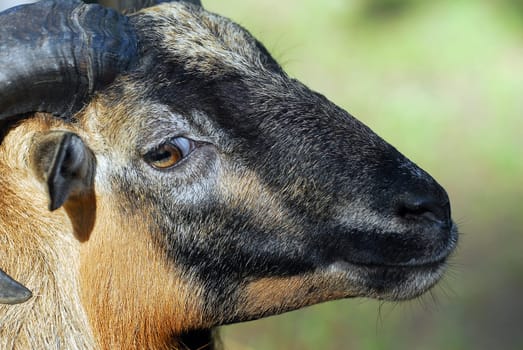 Billy goat