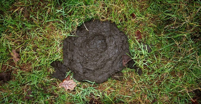 Cow pat