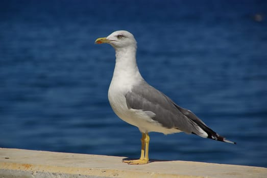 Seagull 01