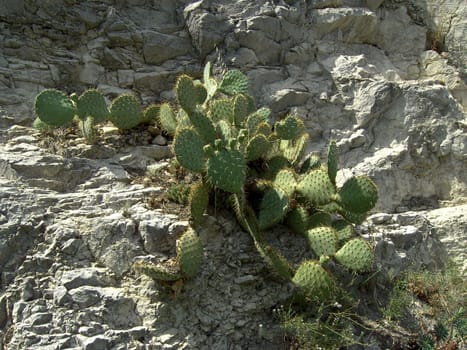 Opuntia 01