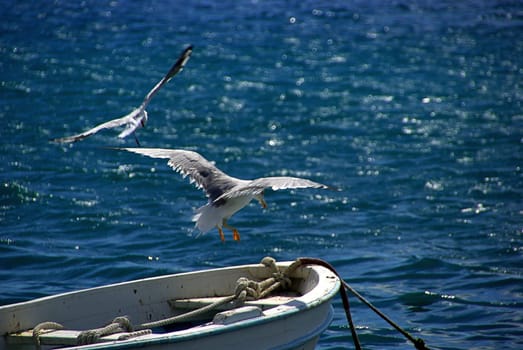 Seagull 04