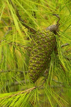 Pine Cone 01