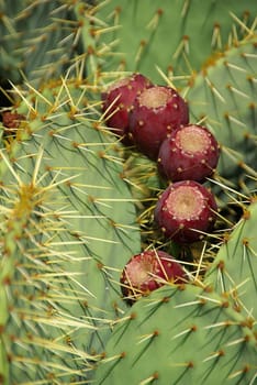 Opuntia 02