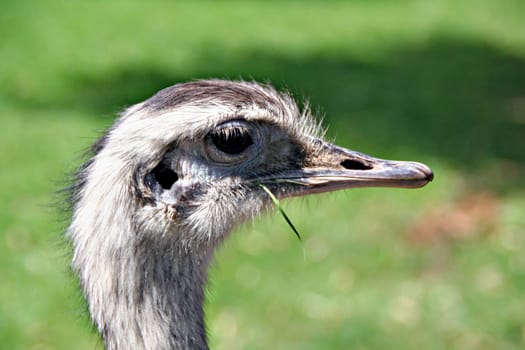 Greater rhea