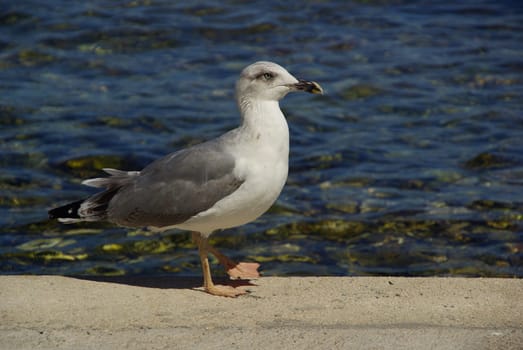 Seagull 02
