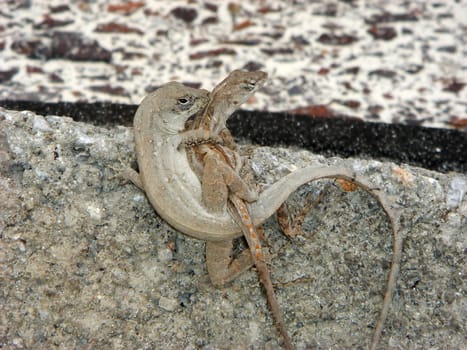 Lizard mating