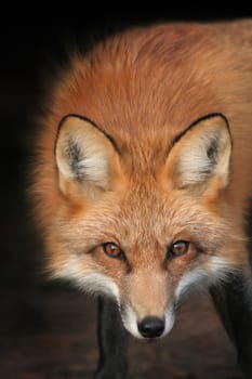 Concentration