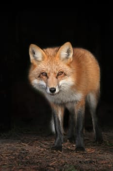 The Observer