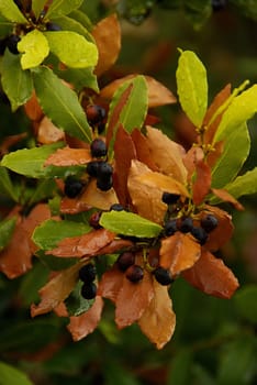 Laurel 03