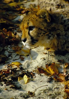 Leopard