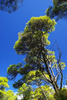 Pine 02