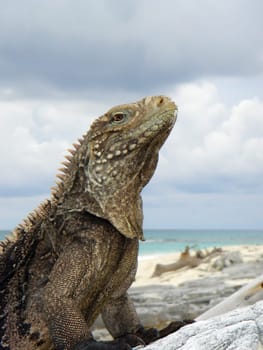 wild belt-tailed iguana,Cayo Largo/Cuba