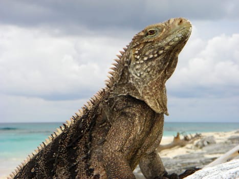 Belttail Iguana