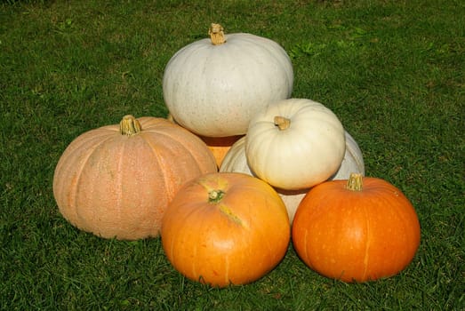 Pumpkin 22