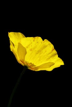 Yellow Poppy 03