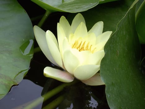Water Lily 09