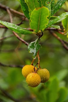 Strawberry Tree 02