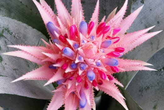 Bromeliad 01