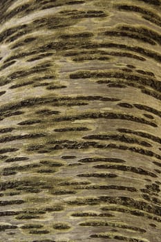 Cherry Bark 01