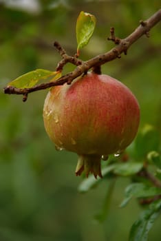Pomegranate 09