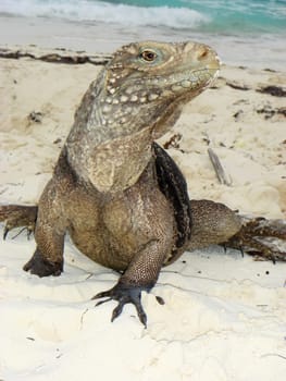 Belttail Iguana