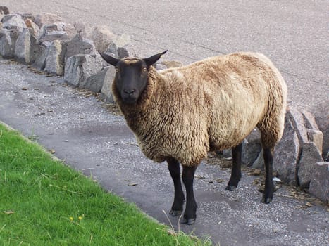 Black sheep